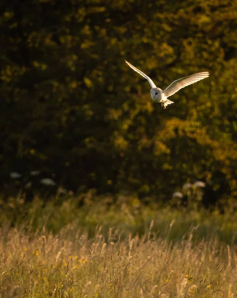 Vertical Shot Common Barn Owl Flying Air — Stock Photo, Image