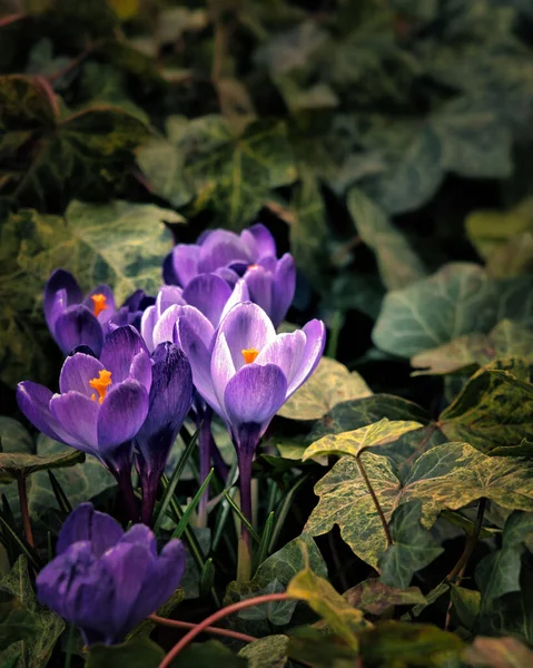 Colpo Verticale Fiori Croco Lilla Campo Sotto Raggi Del Sole — Foto Stock