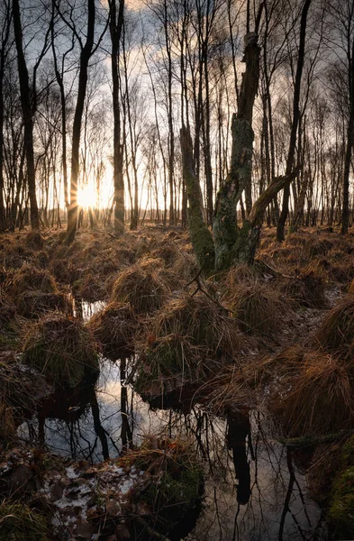 Vertical Shot Forest Swamp Dry Trees Vegetation Sunlight Coming Branches — Stock Photo, Image