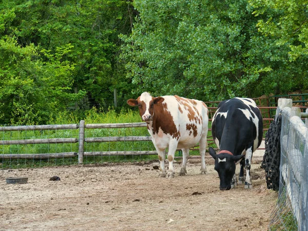 Primer Plano Dos Vacas Caminando Pastando Deanna Rose Farmstead — Foto de Stock