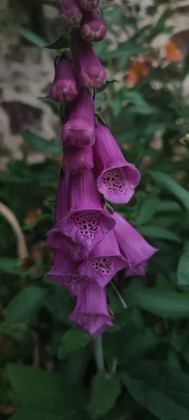Красивый Вертикальный Крупным Планом Снимок Фиолетового Digitalis Foxgloves Цветок Растет — стоковое фото