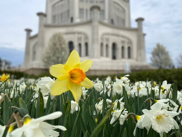 Närbild Bild Bild Påsklilja Blommor Blommar Trädgården — Stockfoto