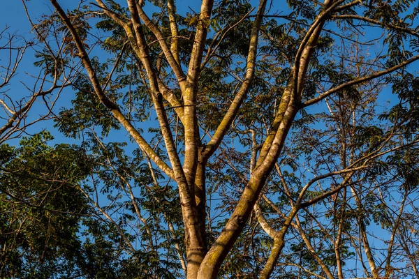 Ein Niedriger Blickwinkel Auf Bäume Einem Wald Vor Einem Strahlend — Stockfoto
