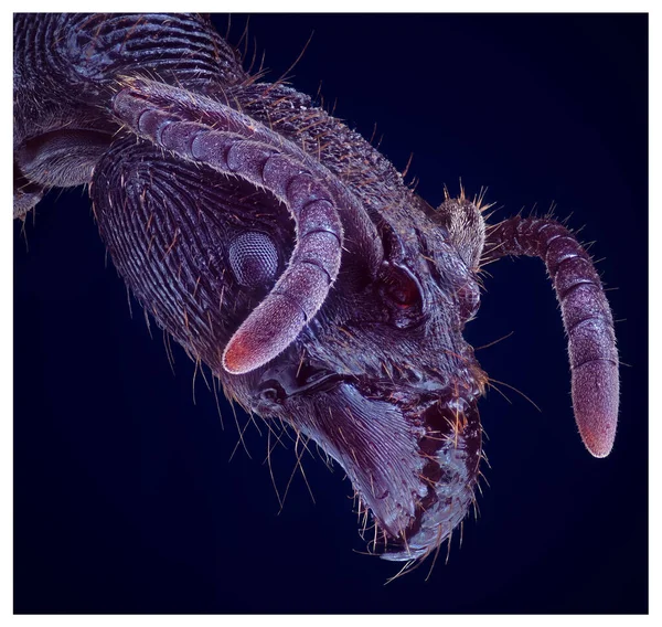 Head Detail Tooth Ant Odontoponera Arthropoda Phylum Ponerinae Subfamily 10X — Stock Photo, Image