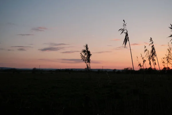 Una Bella Silhouette Ripresa Campo Canne Costiere Asciutte Fiorite Contro — Foto Stock