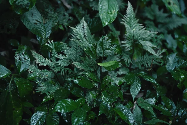森の中の茂みの上に濡れた緑の葉のクローズアップショット — ストック写真