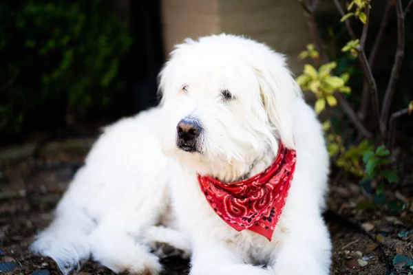 Seekor Anjing Labradoodle Putih Luar Bersantai Bawah Sinar Matahari — Stok Foto