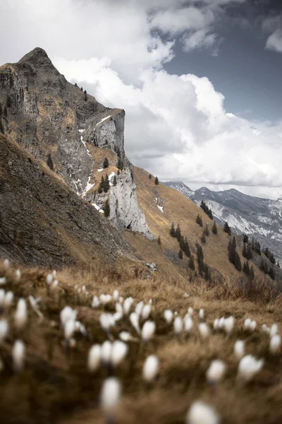 Pionowe Ujęcie Białych Kwiatów Przeciwko Skalistym Górom Pod Zachmurzonym Niebem — Zdjęcie stockowe