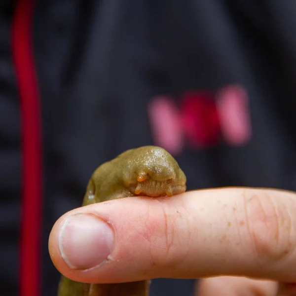 Closeup Shot Giant African Snail Human Finger — Stock Photo, Image