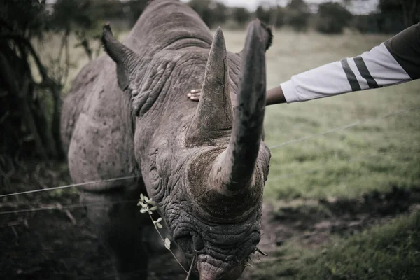 Gros Plan Rhinocéros Mangeant Des Feuilles Tout Étant Animal Compagnie — Photo