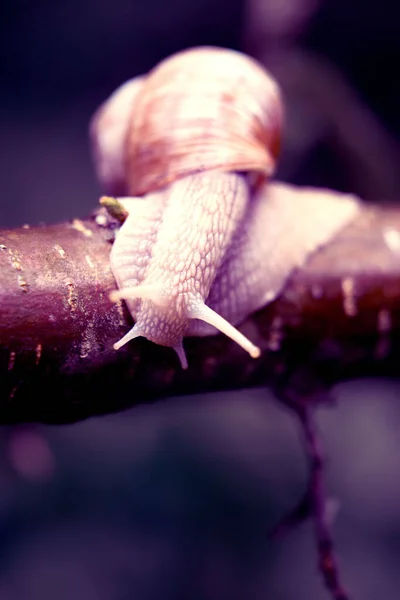枝のカタツムリの垂直閉鎖 浅い焦点 — ストック写真