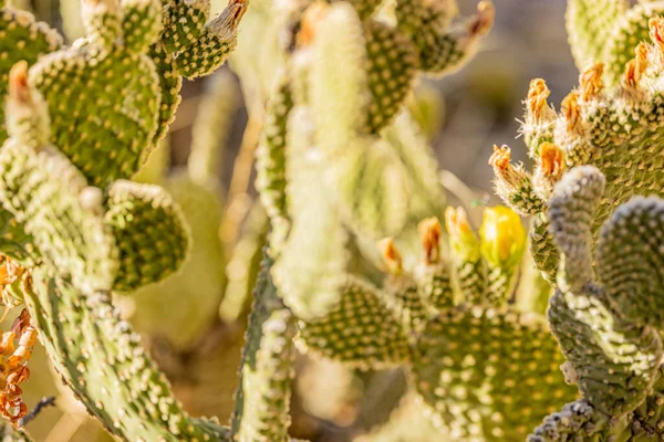 Close Cacto Forma Árvore Saguaro Flores Cultivadas Campo Deserto Verão — Fotografia de Stock