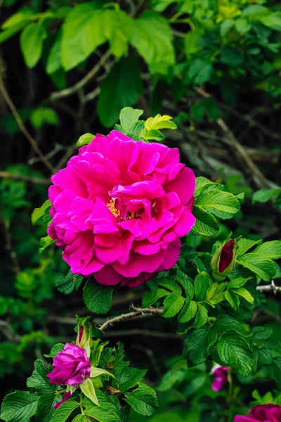 Foco Poco Profundo Una Flor Rosa Púrpura Rugosa Campo Verde — Foto de Stock