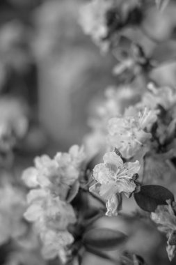 Ramapo Hardy Azalea Rododendron fabrikası