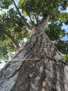 Yeşil yapraklı uzun bir ağacın alçak açılı görüntüsü.