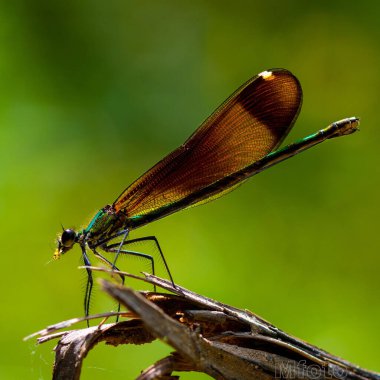 Arka planda bulanık bir yusufçuk resmi.
