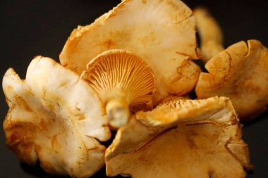 Siyah bir yüzey üzerinde Chanterelle Mantarları 'na yakın çekim.
