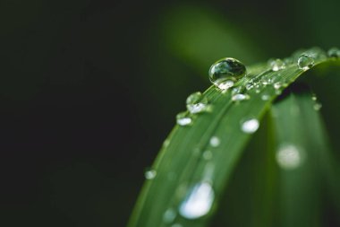 Su damlacıkları ile çimen yapraklarının yakın çekimi