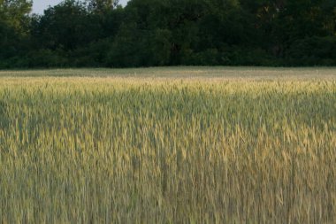 Kırsalda büyük bir buğday tarlası