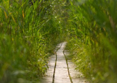 Yeşil çimenler arasında bir patika
