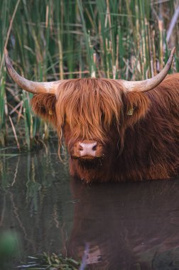 Kahverengi, uzun saçlı, boynuzları bambuyla gölde dikilen Highland sığırlarının dikey görüntüsü.