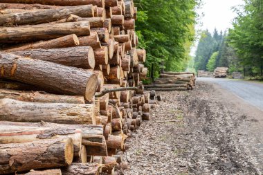 Csacs, Zalaegerszeg, Macaristan 'ın botanik bahçesindeki ahşap kütüklere yakın çekim