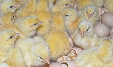 Kuluçka makinesindeki sevimli tavuklar