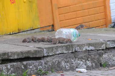 Porto Alegre, Rio Grande do Sul, Brezilya - 24 Eylül 2014: Sokaktaki bir grup fare. Yerde çöp var.
