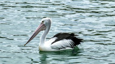 Suyun içinde yüzen bir Pelikan 'ın yakın plan fotoğrafı.