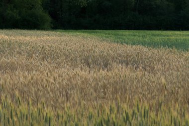 21 Mayıs 2022 'de Rhone Alpes, Fransa' da gün doğumunda küçük organik buğday tarlaları