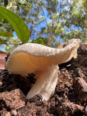 Ormanda büyüyen istiridye mantarlarının dikey görüntüsü.