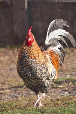 Bulanık arka planda güzel bir sikin dikey görüntüsü.