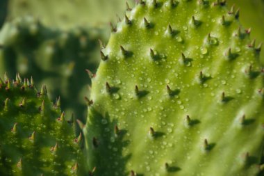 Prickly Pear Kaktüsünün Detayları, Meksika