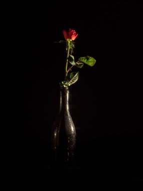 Siyah arkaplanda cam bir vazoda kırmızı bir gülün dikey görüntüsü.