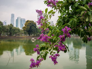 Lumphini Parkı 'ndaki göletin üzerinde açan menekşe rengi bir dal.
