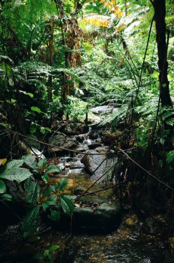 Ormandaki bir derenin dikey görüntüsü.