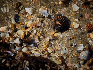 Islak kumda deniz kabuklarının yakın plan çekimi.