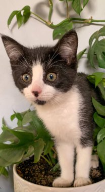 Çiçek vazosunun içinde duran sevimli bir kedi yavrusunun yakın çekimi.