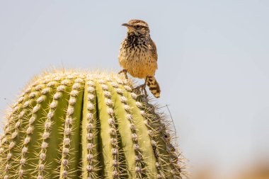 Parktaki bir ev serçesinin yakın çekimi.