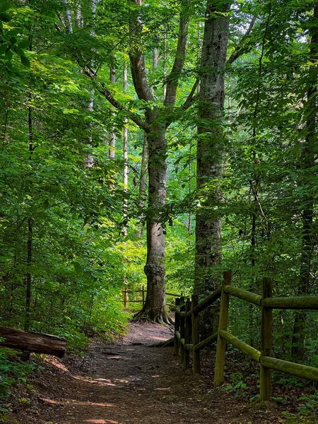 Vertikální Záběr Nezpevněnou Silnici Dřevěným Plotem Lese Hustými Stromy — Stock fotografie