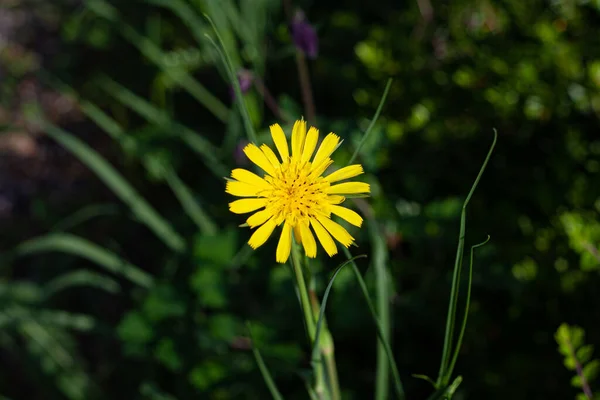 Primo Piano Prato Giallo Salsefy Fiore Uno Sfondo Verde Sfocato — Foto Stock