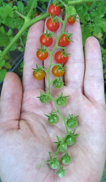Closeup Unripe Cherry Tomatoes Human Hand — Stock Photo, Image