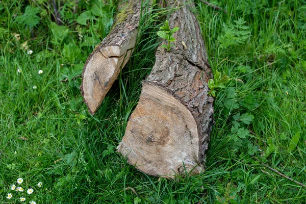 New Growth Felled Split Log Concept Tenacity — Stock Photo, Image