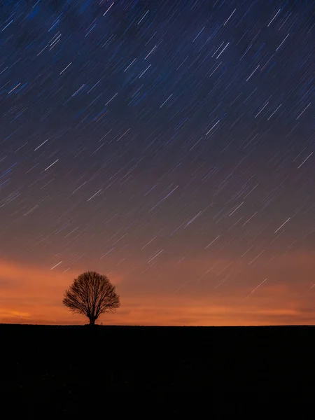 Vertikal Bild Ett Enda Träd Fältet Stjärnhimlen — Stockfoto
