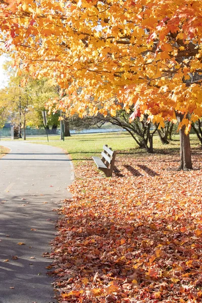 Vertical Shot Empty Wooden Bench Park Tree Yellow Leaves Fall — Stock Photo, Image