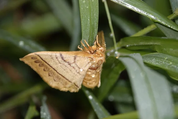 Selective Focus Shot Moth Perched Green Grass — Stock Photo, Image
