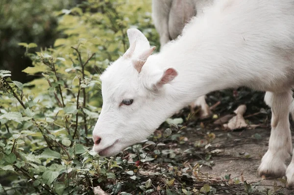 Primer Plano Una Hermosa Cabra Blanca Comiendo Hierba Campo — Foto de Stock