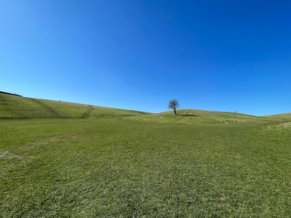 澄んだ青空の下 田園地帯の緑の牧草地の自然風景 — ストック写真