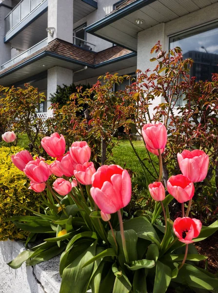Closeup Shot Pink Tulips Modern Building — Stock Photo, Image