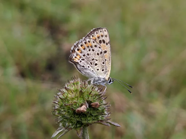 Closeup Shot Sooty Copper Lycaena Tityrus Butterfly Sitting Wildflower — Stock Photo, Image